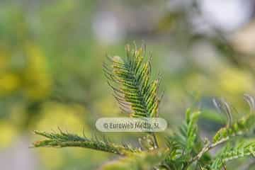 Mimosa (Acacia baileyana). Mimosa