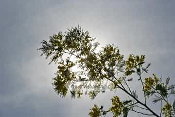 Mimosa (Acacia baileyana). Mimosa