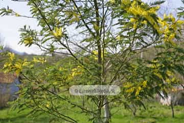 Mimosa (Acacia baileyana). Mimosa