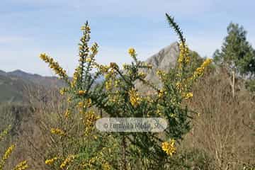 Tojo (Ulex europaeus). Tojo