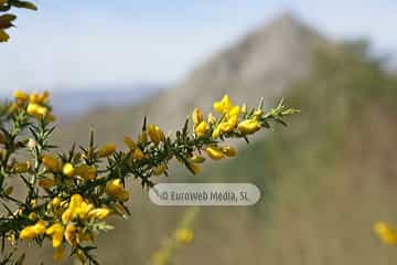 Tojo (Ulex europaeus). Tojo