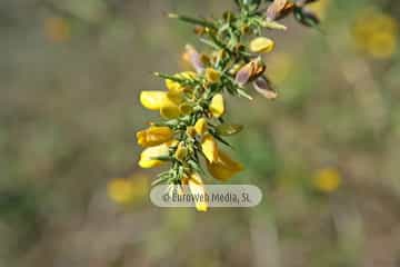 Tojo (Ulex europaeus). Tojo