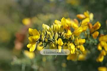 Tojo (Ulex europaeus). Tojo