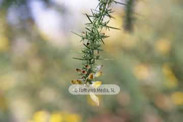 Tojo (Ulex europaeus). Tojo