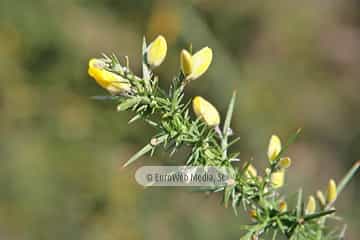 Tojo (Ulex europaeus). Tojo