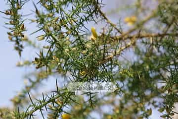 Tojo (Ulex europaeus). Tojo