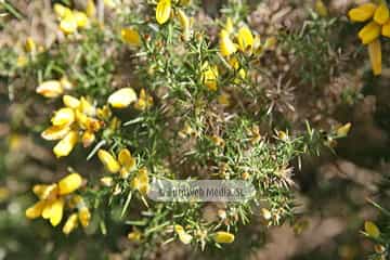 Tojo (Ulex europaeus). Tojo