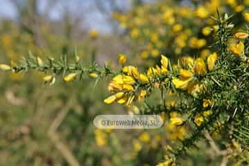 Tojo (Ulex europaeus). Tojo