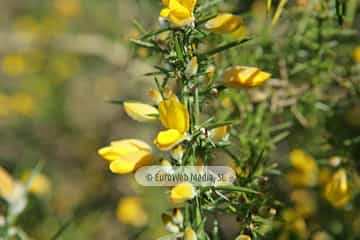 Tojo (Ulex europaeus). Tojo