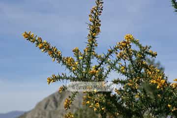 Tojo (Ulex europaeus). Tojo
