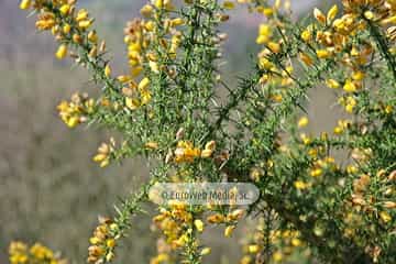 Tojo (Ulex europaeus). Tojo