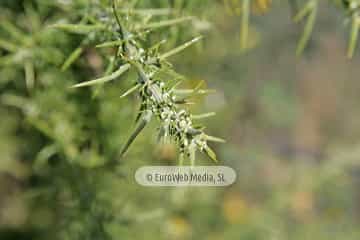 Tojo (Ulex europaeus). Tojo