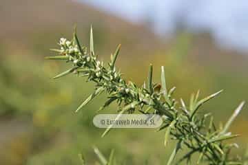 Tojo (Ulex europaeus). Tojo