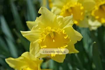 Narciso «Narcissus sp. pl.»