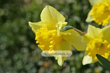 Narciso «Narcissus sp. pl.»