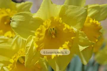 Narciso «Narcissus sp. pl.»