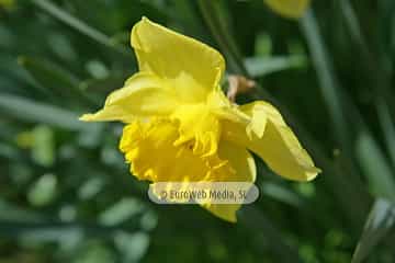 Narciso «Narcissus sp. pl.»