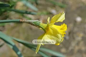 Narciso «Narcissus sp. pl.»