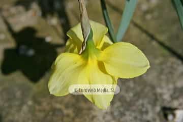 Narciso «Narcissus sp. pl.»