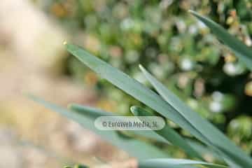 Narciso «Narcissus sp. pl.»