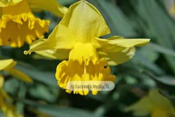 Narciso «Narcissus sp. pl.»