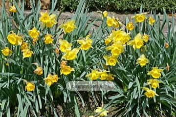 Narciso «Narcissus sp. pl.»