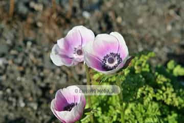 Amapola «Papaver rhoeas»