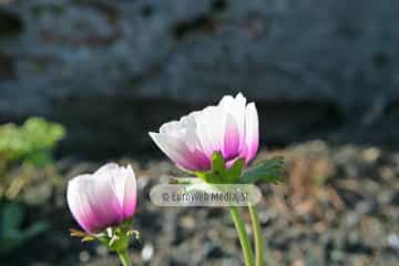 Amapola «Papaver rhoeas»