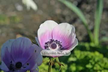 Amapola «Papaver rhoeas»