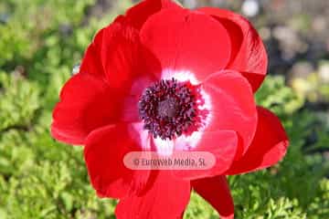 Amapola «Papaver rhoeas»