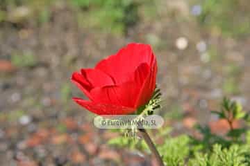 Amapola «Papaver rhoeas»