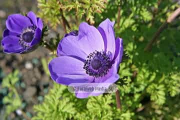 Amapola «Papaver rhoeas»