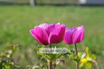 Amapola «Papaver rhoeas»