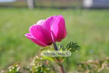 Amapola «Papaver rhoeas»