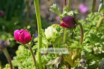 Amapola «Papaver rhoeas»