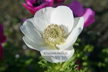 Amapola «Papaver rhoeas»