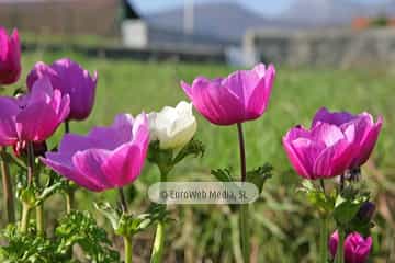 Amapola «Papaver rhoeas»