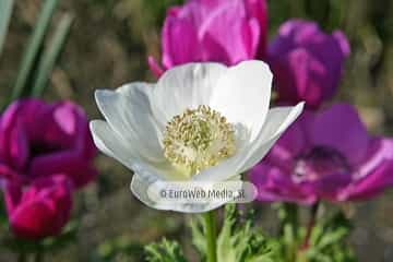 Amapola «Papaver rhoeas»