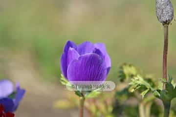 Amapola «Papaver rhoeas»