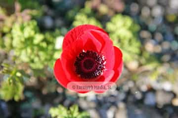 Amapola «Papaver rhoeas»