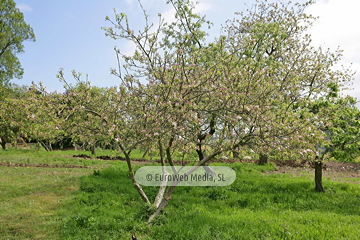Manzanos (Malus Commnis). Manzanos