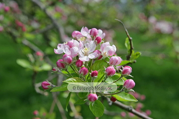 Manzanos (Malus Commnis). Manzanos