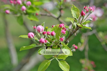 Manzanos (Malus Commnis). Manzanos