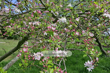 Manzanos (Malus Commnis). Manzanos