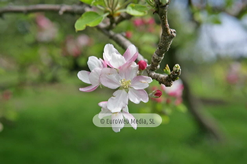 Manzanos (Malus Commnis). Manzanos