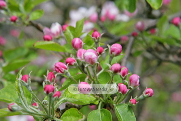 Manzanos (Malus Commnis). Manzanos
