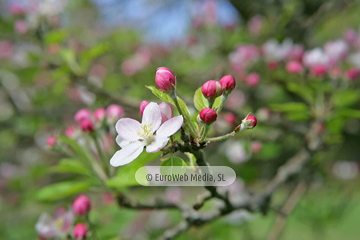 Manzanos (Malus Commnis). Manzanos