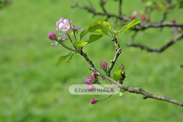 Manzanos (Malus Commnis). Manzanos