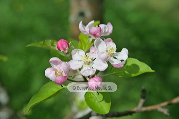 Manzanos (Malus Commnis). Manzanos