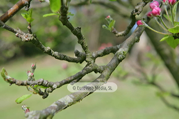 Manzanos (Malus Commnis). Manzanos